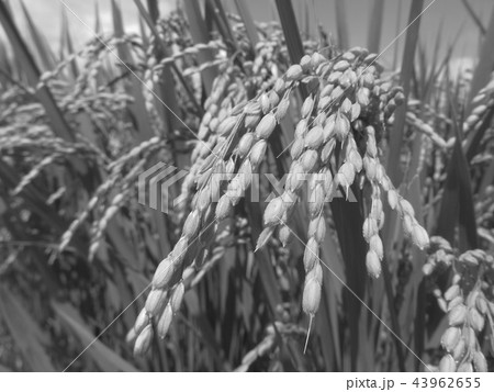 稲穂 稲穂 43962655