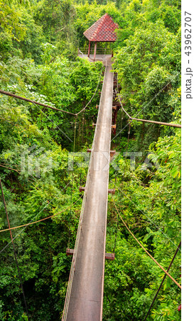 bridge in forest bridge in forest 43962707