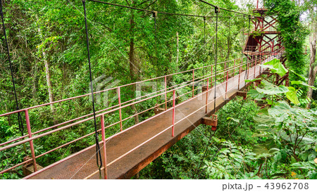 bridge in forest bridge in forest 43962708
