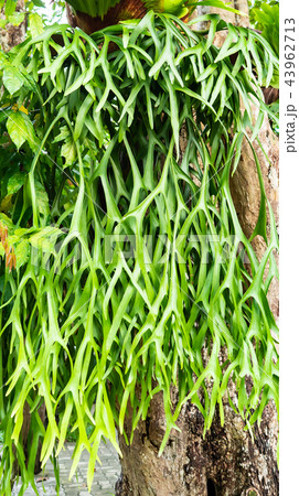 platycerium ridleyi platycerium ridleyi 43962713
