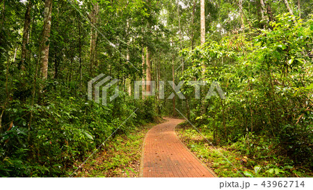 foothpath in the jungle foothpath in the jungle 43962714