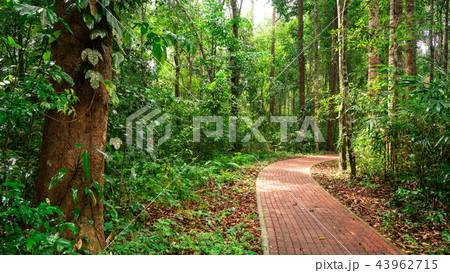 foothpath in the jungle foothpath in the jungle 43962715