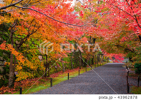 京都大原 三千院の紅葉 の写真素材 [43962878] - PIXTA