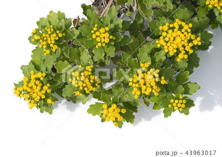 イソギク イソギク 43963017