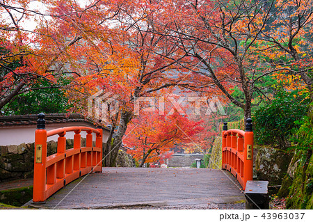 京都大原 三千院の紅葉と未明橋(茅穂橋) 京都大原 三千院の紅葉と未明橋(茅穂橋) 43963037