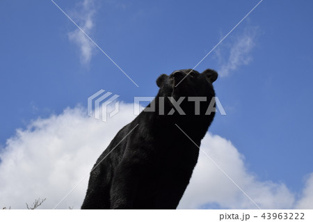 熊 43963222