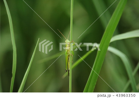 草に隠れる虫 草に隠れる虫 43963350