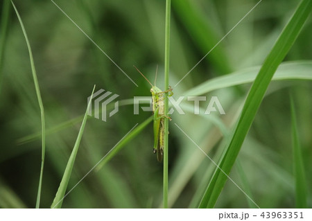 草に隠れる虫 草に隠れる虫 43963351