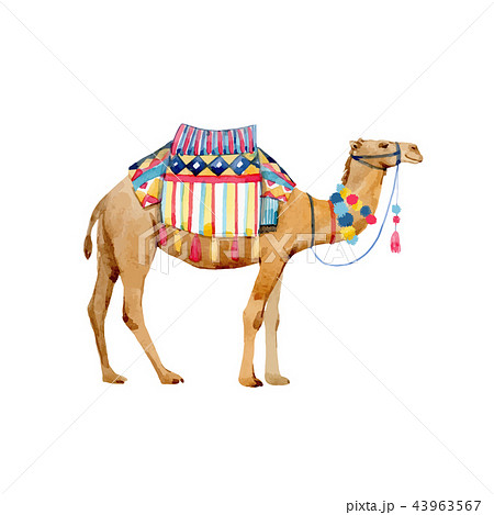 Watercolor Camel Illustrationのイラスト素材