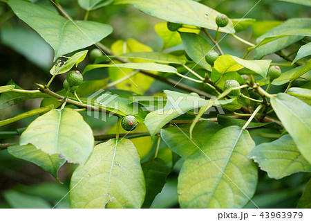 犬枇杷 犬枇杷 43963979