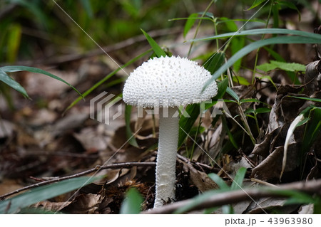 シロオニタケ 43963980