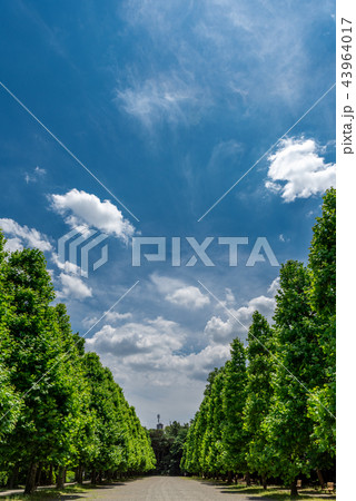 Shinjuku Gyo-en, Japan Shinjuku Gyo-en, Japan 43964017