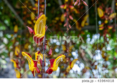 Orchidaceae hanging in the air Orchidaceae hanging in the air 43964018