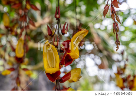 Orchidaceae hanging in the air Orchidaceae hanging in the air 43964039