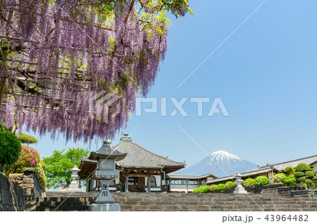 静岡県富士宮市下之坊の藤の花と富士山 静岡県富士宮市下之坊の藤の花と富士山 43964482