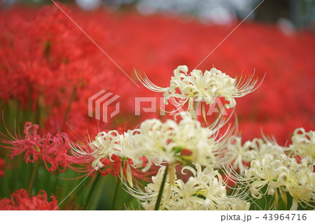 彼岸花 彼岸花 43964716