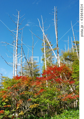 南アルプス　入笠山の紅葉 43964834