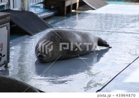 とっかり_紋別 43964870