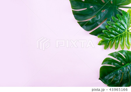 fresh green leaf fresh green leaf 43965166