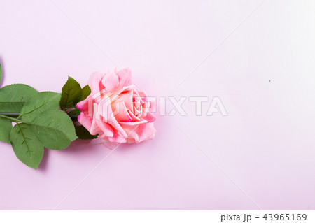 Violet blooming roses Violet blooming roses 43965169