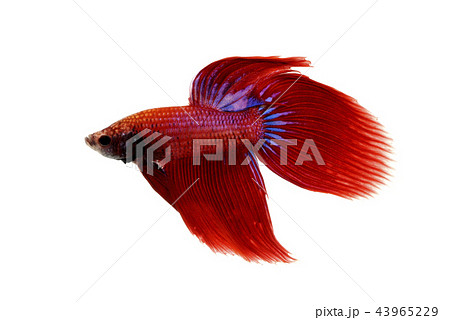 闘魚 闘魚 43965229