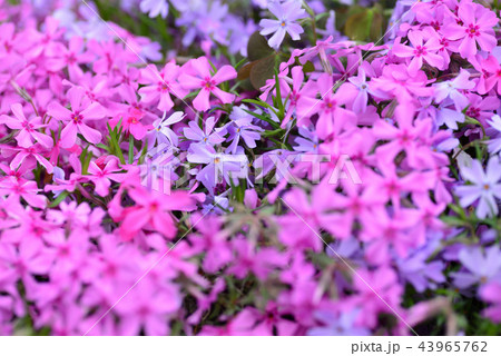 【素材・壁紙用】紫の花の絨毯 【素材・壁紙用】紫の花の絨毯 43965762