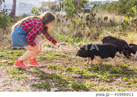 Happy young woman plays with little wild boars on nature. Happy young woman plays with little wild boars on nature. 43966011