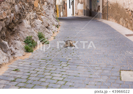 Concept of homeless animals - Cute cat outdoors 43966022