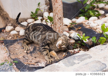 Concept of homeless animals - Cute cat outdoors 43966025