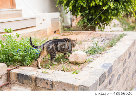 Concept of homeless animals - Cute cat outdoors 43966026