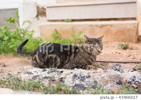 Concept of homeless animals - Cute cat outdoors 43966027