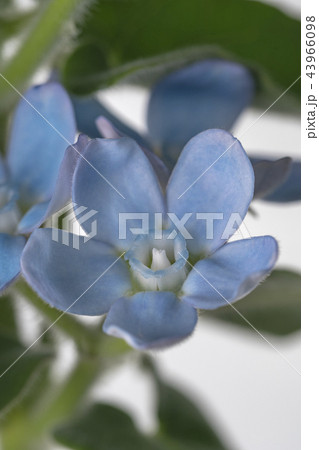 ブルースター 43966098