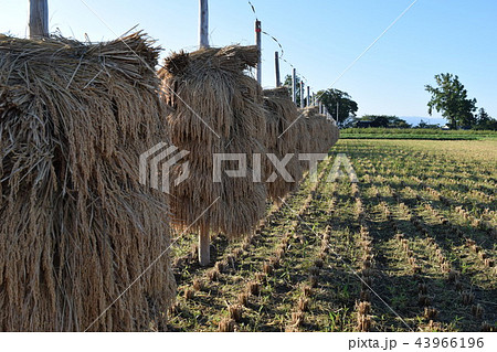 稲穂の杭掛け乾燥 稲穂の杭掛け乾燥 43966196