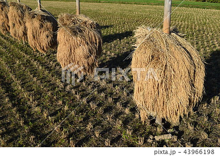稲穂の杭掛け乾燥 稲穂の杭掛け乾燥 43966198
