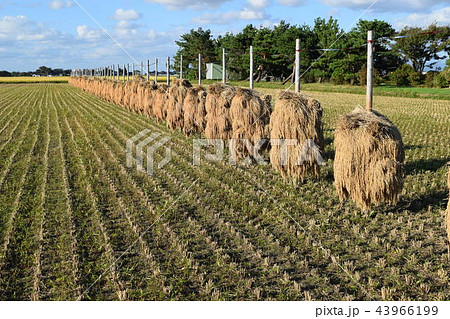 稲穂の杭掛け乾燥 稲穂の杭掛け乾燥 43966199