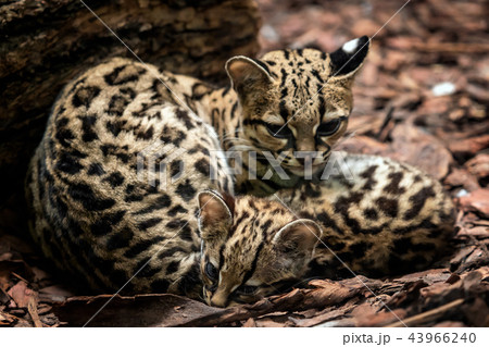 Margay, Leopardus wiedii, female with baby. Margay, Leopardus wiedii, female with baby. 43966240