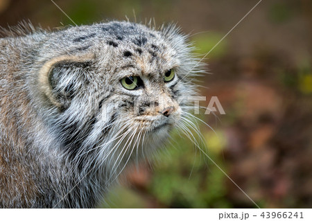 Manul or Pallas's cat, Otocolobus manul Manul or Pallas's cat, Otocolobus manul 43966241