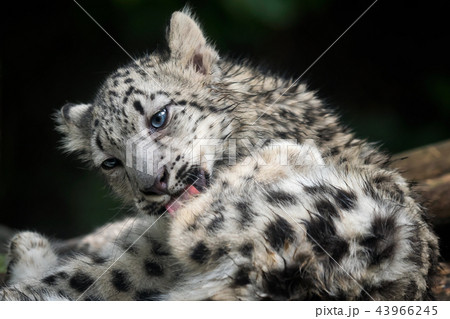 Baby snow leopard (Panthera uncia).  43966245