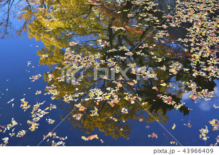 秋の訪れ 秋の訪れ 43966409