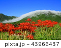 彼岸花と風伝おろし 43966437