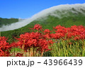 彼岸花と風伝おろし 43966439