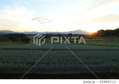 八郷からの筑波山夕日 八郷からの筑波山夕日 43966513