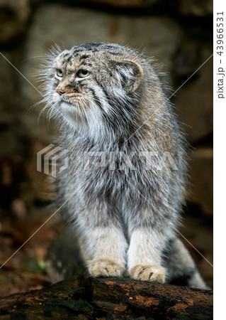 Manul or Pallas's cat, Otocolobus manul Manul or Pallas's cat, Otocolobus manul 43966531