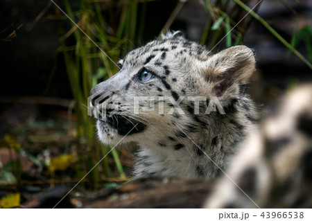 Baby Snow Leopard Panthera Uncia の写真素材 43966538 Pixta