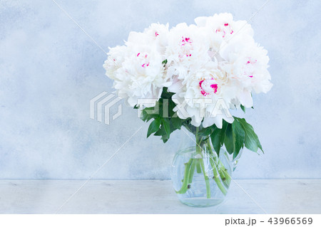 Fresh peony flowers Fresh peony flowers 43966569
