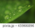 葉についた水滴 43966896