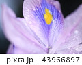 雨の日のホテイアオイ　アップ 43966897