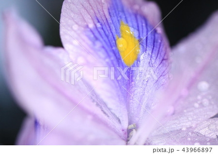 雨の日のホテイアオイ　アップ 43966897