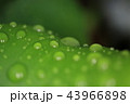 葉についた水滴 43966898