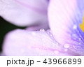 ホテイアオイについた水滴 43966899
